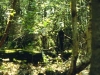 Foalhurst Woods 3