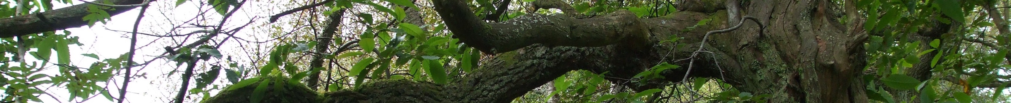 Tree strip narrow