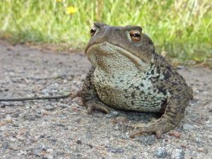 sing of the joy of Toads!